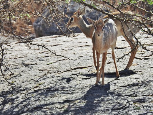 Pair of Dik-Dik