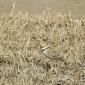 Double-banded Courser