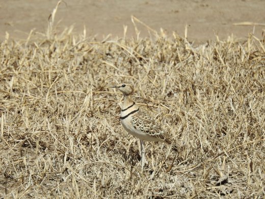 Double-banded Courser