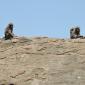 10.07.AM (21) Baboons on Kopje