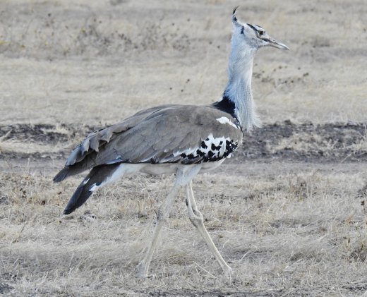 Kori Bustard