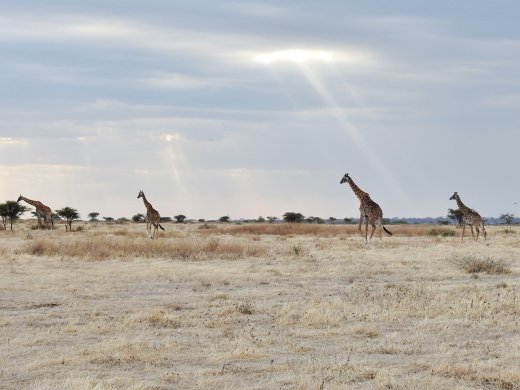 Giraffes