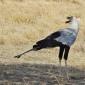 Secretary Bird