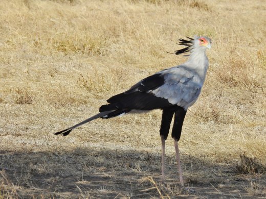 Secretary Bird