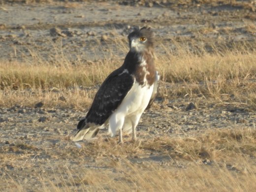 Black-chested Snake Eagle