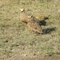 Sand Grouse