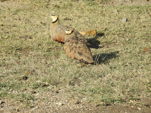 Sand Grouse