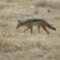 Black-backed Jackal