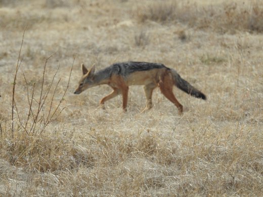 Black-backed Jackal