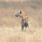 Spotted Hyena