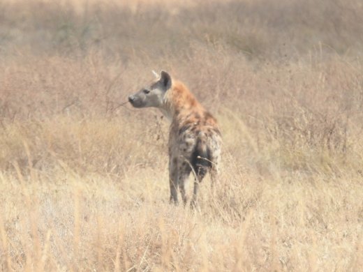 Spotted Hyena