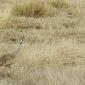White-bellied Bustard