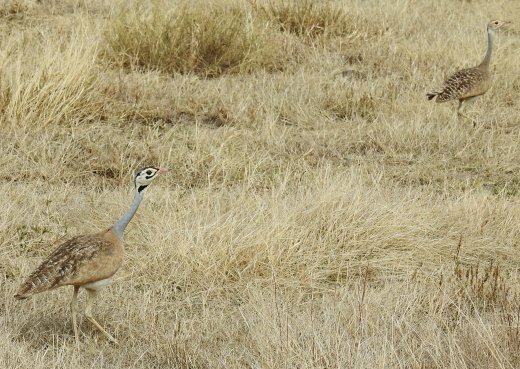White-bellied Bustard