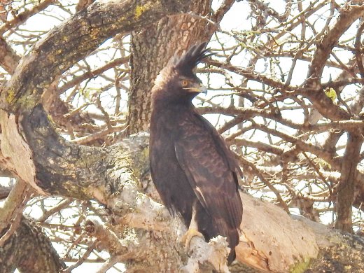 Long-crested Eagle