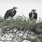 Lappet-faced Vulture