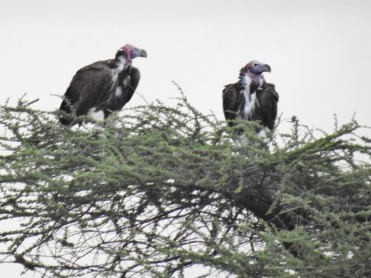 Lappet-faced Vulture