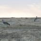 Kori Bustards