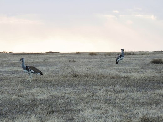 Kori Bustards
