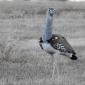 Third Kori Bustard