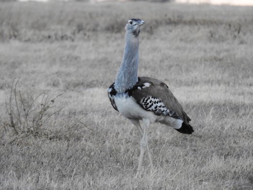 Third Kori Bustard