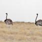 Ostriches