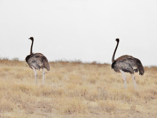 Ostriches