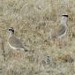 Crowned Lapwing Pair with Chick