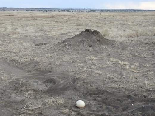 Ostrich Egg