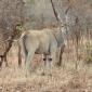 Eland