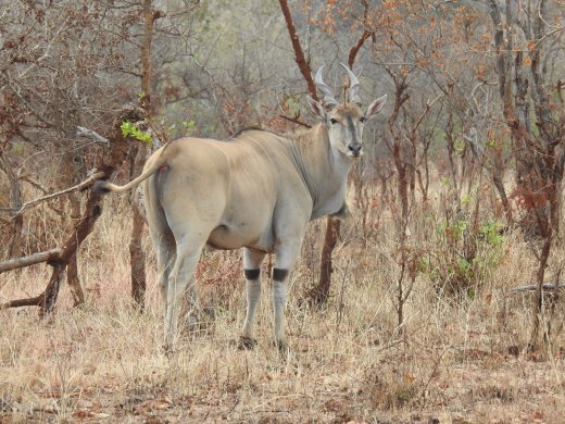Eland