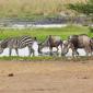 Mixed Herd of Zebra & Wildebeest