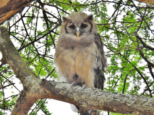 Eagle Owl, World's Largest Owl