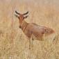 Red Hartebeest