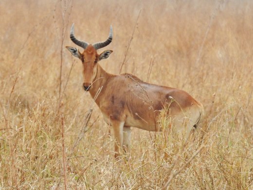 Red Hartebeest