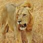 Male Lion