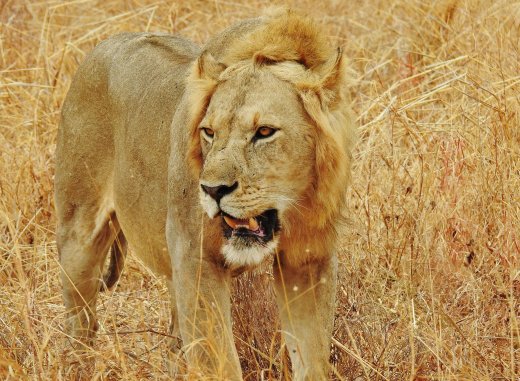 Male Lion
