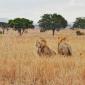Two Male Lions