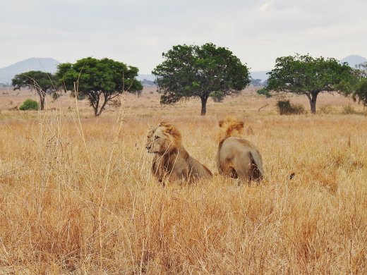 Two Male Lions