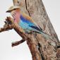 Lilac-breasted Roller
