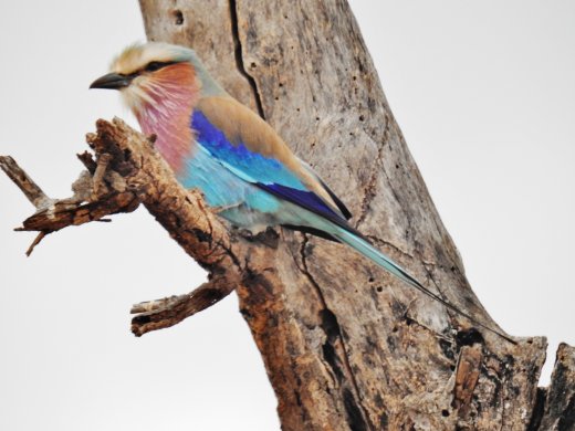 Lilac-breasted Roller