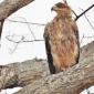 Steppe Eagle