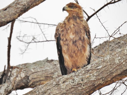 Steppe Eagle
