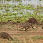 Banded Mongooses
