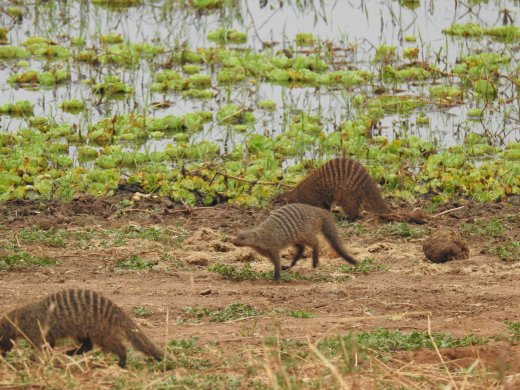 Banded Mongooses