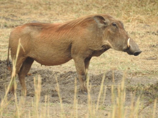 Warthog
