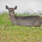 Waterbuck at Silale Swamp
