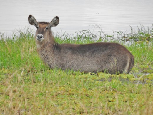 Waterbuck at Silale Swamp