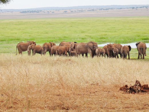 Ellies at Silale Swamp
