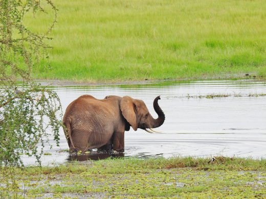 Ellies at Silale Swamp