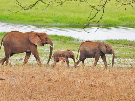 Ellies at Silale Swamp